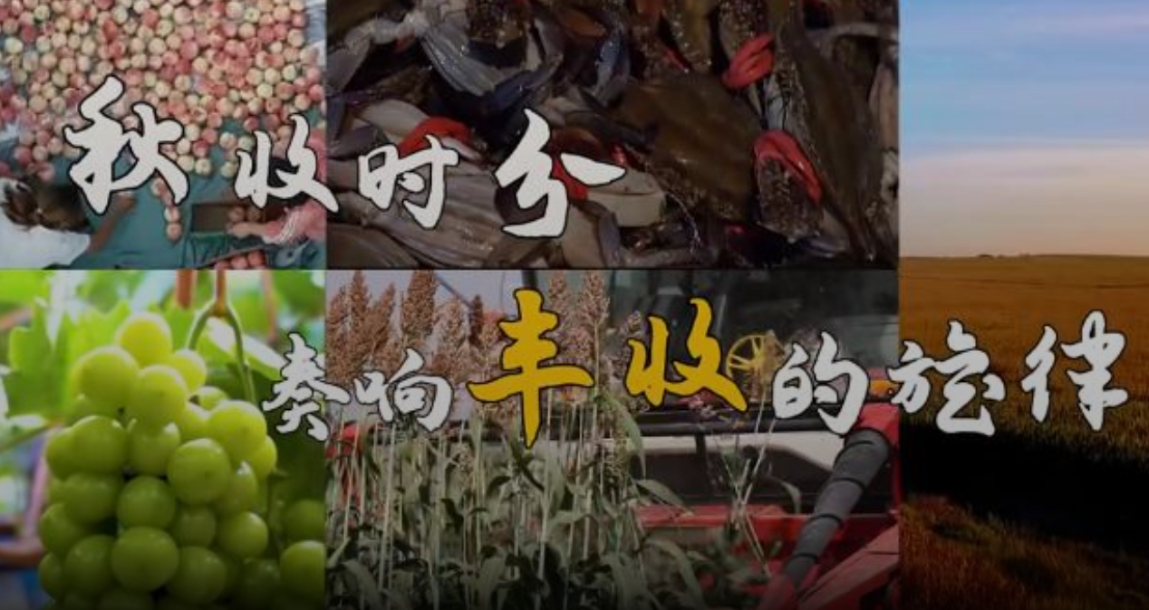 秋收時分 奏響豐收的旋律